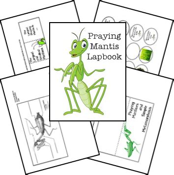 Praying Mantis Lapbook Homeschool Share Praying Mantis Life Cycle Worksheet - Praying Mantis Life Cycle Worksheet