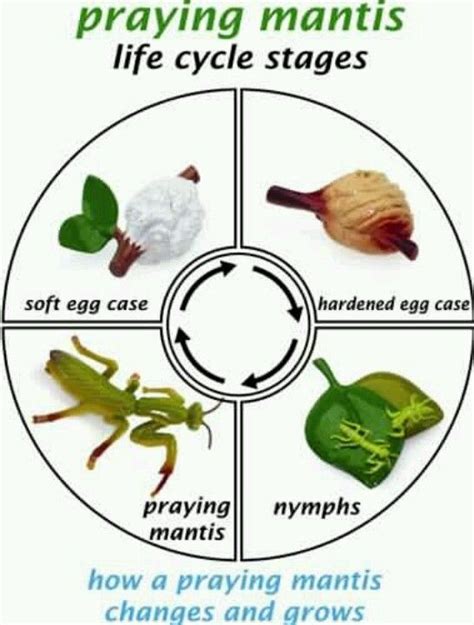 Praying Mantis Life Cycle Diagram Teaching Resources Tpt Praying Mantis Life Cycle Worksheet - Praying Mantis Life Cycle Worksheet