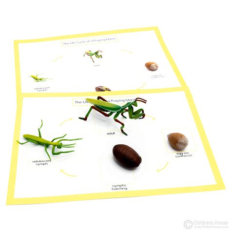 Praying Mantis Life Cycle Differentiated Activity Sheet Twinkl Praying Mantis Life Cycle Worksheet - Praying Mantis Life Cycle Worksheet