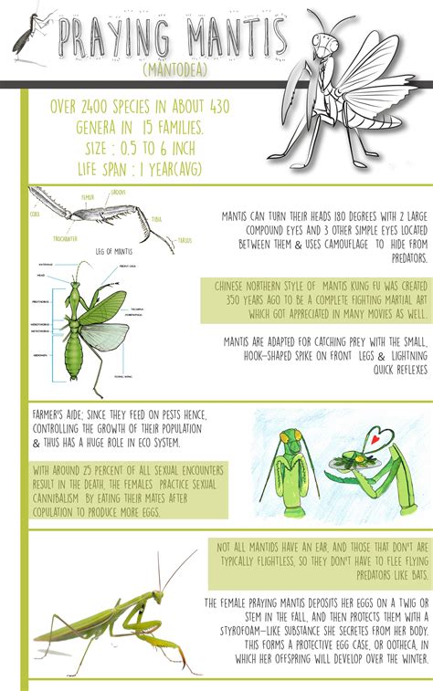 Praying Mantis Life Cycle Game Online Ecosystem For Praying Mantis Life Cycle Worksheet - Praying Mantis Life Cycle Worksheet