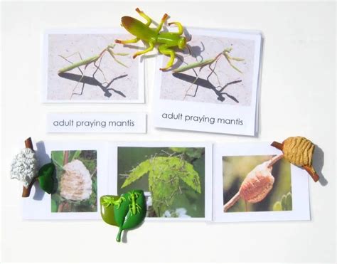 Praying Mantis Life Cycle Pack With Observation Journal Praying Mantis Life Cycle Worksheet - Praying Mantis Life Cycle Worksheet