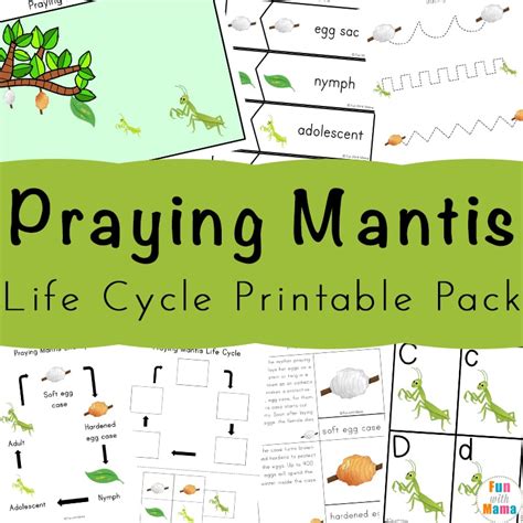 Praying Mantis Life Cycle Printable Activities Pack Tpt Praying Mantis Life Cycle Worksheet - Praying Mantis Life Cycle Worksheet