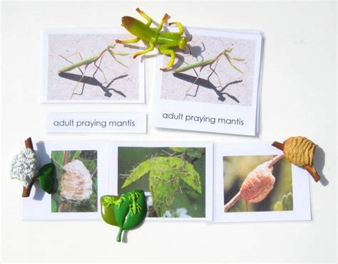 Praying Mantis Life Cycle Printable Pack Fun With Praying Mantis Life Cycle Worksheet - Praying Mantis Life Cycle Worksheet