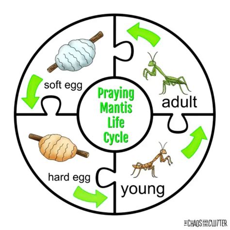 Praying Mantis Life Cycle Science Activity For Kids Praying Mantis Life Cycle Worksheet - Praying Mantis Life Cycle Worksheet