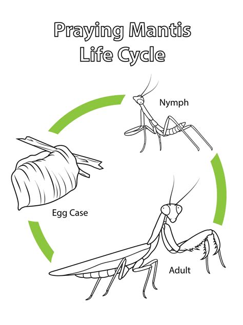 Praying Mantis Life Cycle Worksheets Cut And Paste Praying Mantis Life Cycle Worksheet - Praying Mantis Life Cycle Worksheet