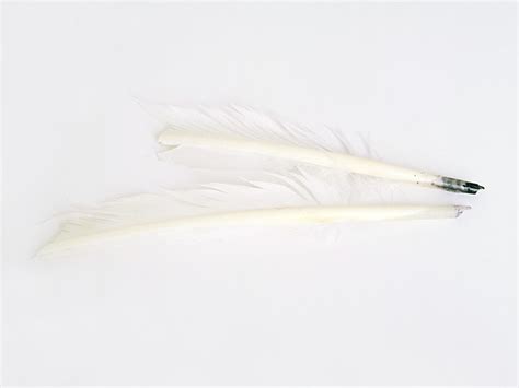 Pre Cut Feather Writing Quills Feather Writing Quill - Feather Writing Quill