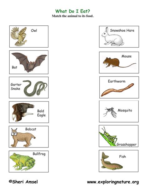 Predator Or Prey Forest Animals Worksheet Teach Starter Predators And Prey Worksheet - Predators And Prey Worksheet