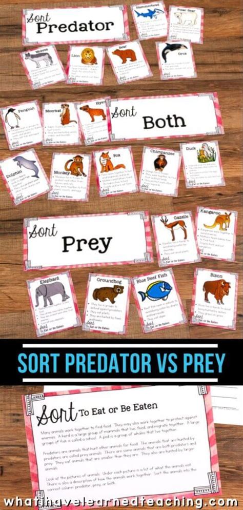 Predator Or Prey Science Sorting Activity Amp Reading Predator Prey Worksheet Elementary - Predator Prey Worksheet Elementary