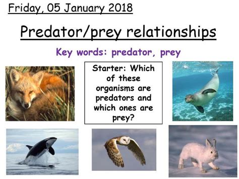 Predator Or Prey Teaching Resources Predator Prey Worksheet Elementary - Predator Prey Worksheet Elementary