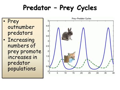 Predator Prey Cycles Flashcards Quizlet Predator Prey Cycles Worksheet Answers - Predator Prey Cycles Worksheet Answers
