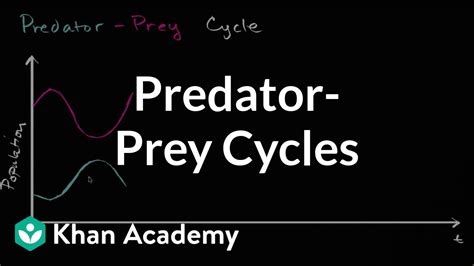 Predator Prey Cycles Video Ecology Khan Academy Predator Prey Cycles Worksheet Answers - Predator Prey Cycles Worksheet Answers