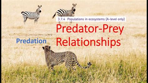 Predator Prey Relationship Biology Dictionary Predator Prey Relationship Worksheet Answer Key - Predator Prey Relationship Worksheet Answer Key