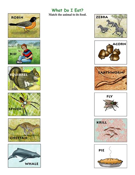 Predator Prey Worksheet Teaching Resources Predators And Prey Worksheet - Predators And Prey Worksheet