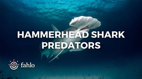 Predators Of A Shark