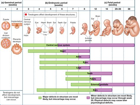 Full Download Prenatal Development Study Guide Answers 