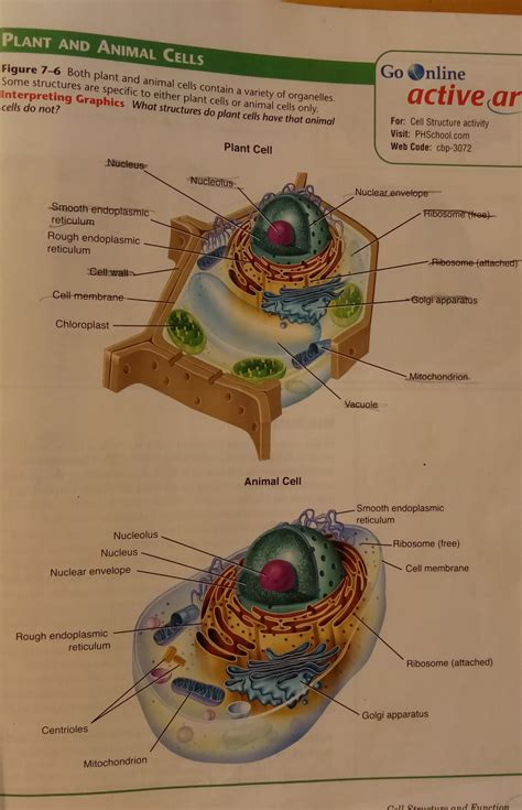 Prentice Hall Cell Structure And Function Answers