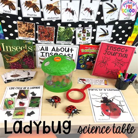 Preschool Bug Science Activities   The Bug Lady 039 S Science Academy Preschool - Preschool Bug Science Activities
