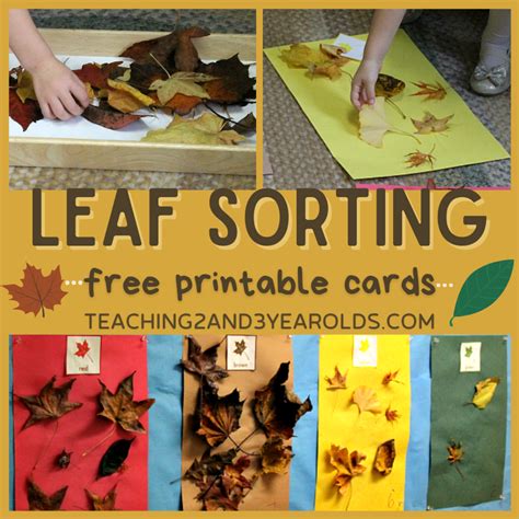Preschool Leaf Sorting Activity With Free Printable Cards Leaf Printables For Preschool - Leaf Printables For Preschool