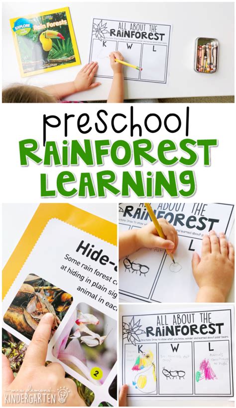 Preschool Rainforest Mrs Plemonsu0027 Kindergarten Rainforest Kindergarten - Rainforest Kindergarten