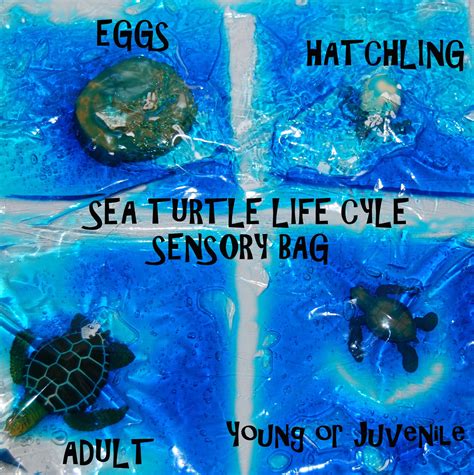 Preschool Science Videos Turtle Diary Prek Science - Prek Science