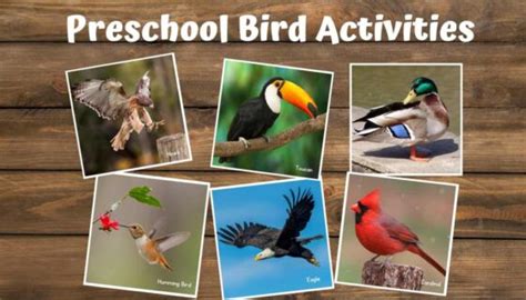 Preschool Themes Tothood 101 Bird Science Activities For Preschoolers - Bird Science Activities For Preschoolers
