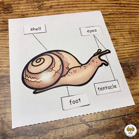 Preschool Worms Snails And Slugs Theme Pre K Preschool Worm Worksheet - Preschool Worm Worksheet