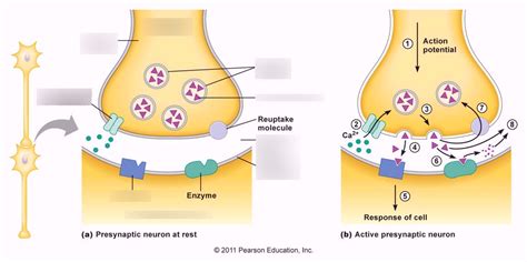 Presynaptic Neuron