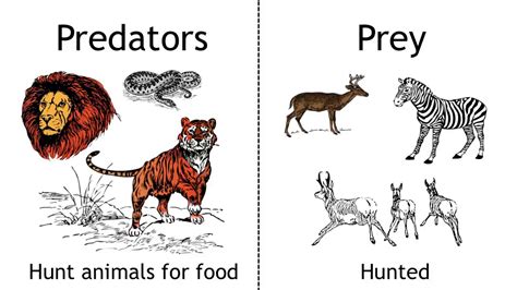 Prey Definition