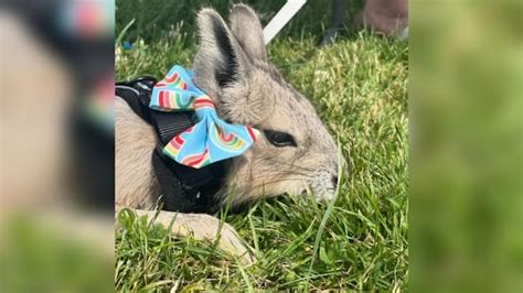 Pride Event Animals Deaths