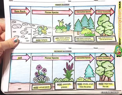 Primary And Secondary Succession Interactive Worksheets Tpt Primary And Secondary Succession Worksheet - Primary And Secondary Succession Worksheet