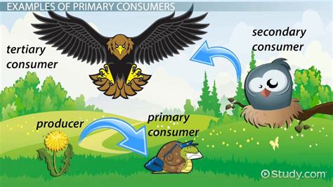 Primary Consumer Examples