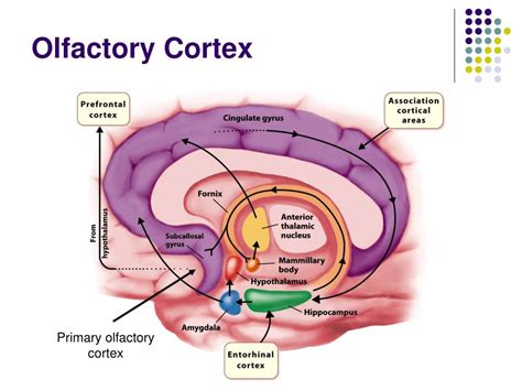Primary Olfactory Cortex Location