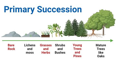 Primary Succession