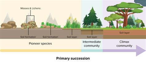 Primary Succession Answer Key