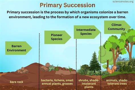 Primary Succession Definition And Examples Primary And Secondary Succession Worksheet Answers - Primary And Secondary Succession Worksheet Answers