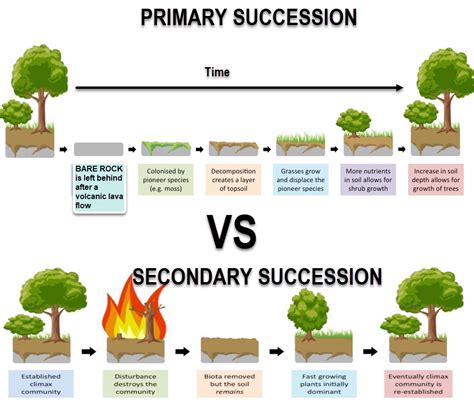 Primary Succession Vs Secondary Succession Primary And Secondary Succession Worksheet Answers - Primary And Secondary Succession Worksheet Answers