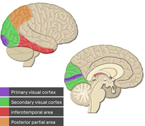 primary visual cortex
