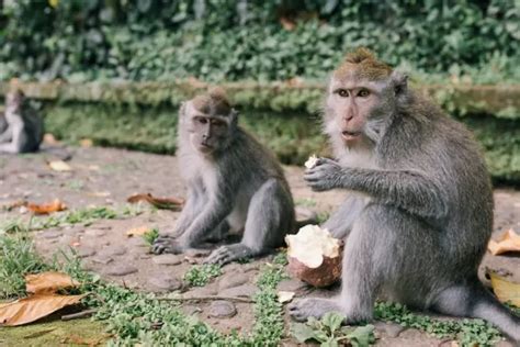 primata paling cerdas adalah