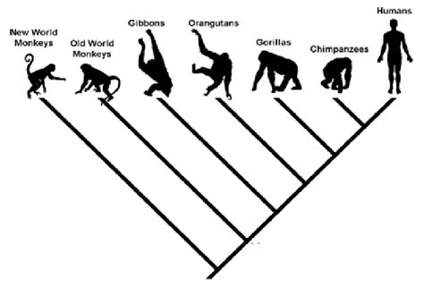 Read Primate Evolution Answers 