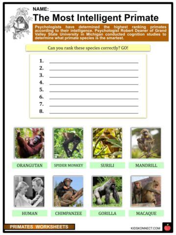 Read Primate Evolution Answers 