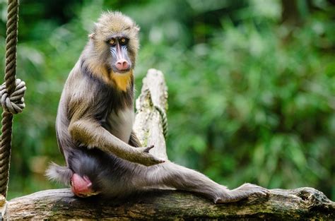 primates - honda civic 2016