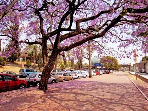 Primavera En Mexico