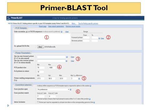 Primer Blast Tool