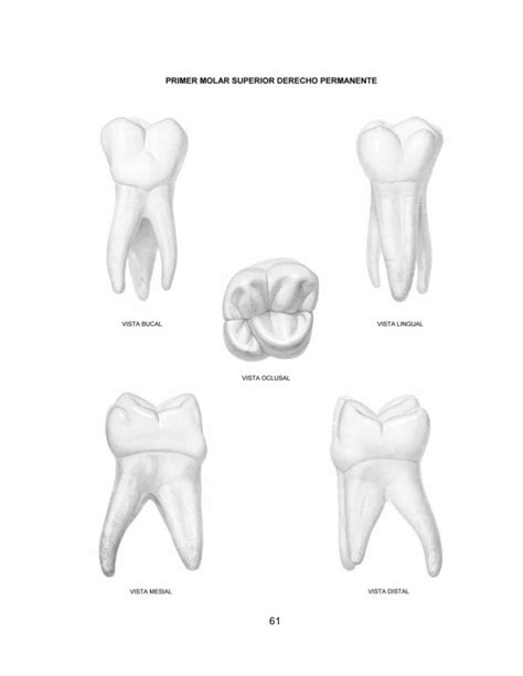 Primer Molar Superior