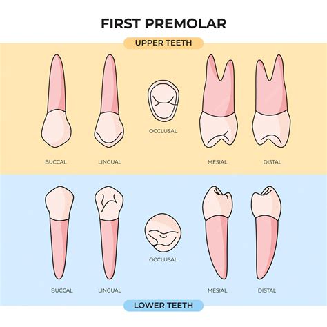 Primer Premolar Superior