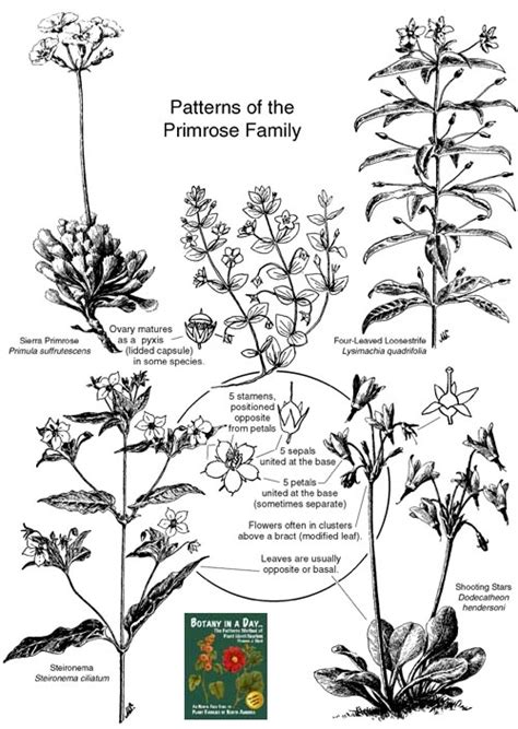 primulaceae dating study