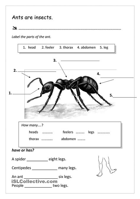 Printable Ant Body Parts Worksheet For Preschoolers Insect Body Parts Worksheet - Insect Body Parts Worksheet