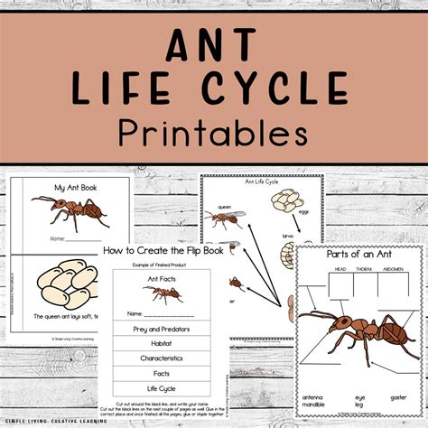 Printable Ant Life Cycle Worksheets Ant Life Cycle Worksheet - Ant Life Cycle Worksheet