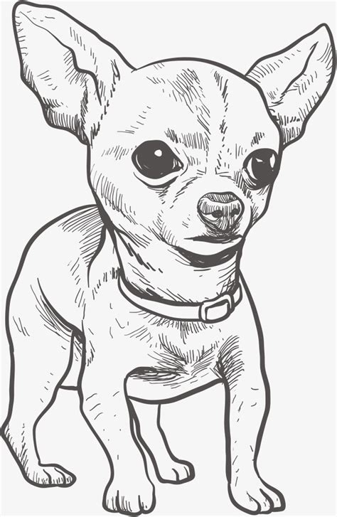 Printable Chihuahua Coloring Pages   Dog Chihuahua Coloring Page Free Printable Coloring Pages - Printable Chihuahua Coloring Pages