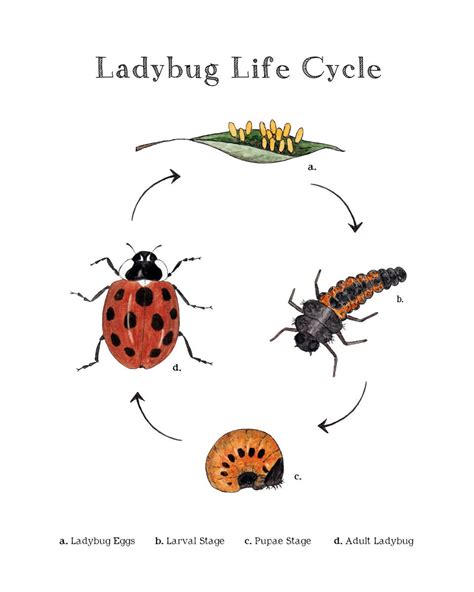 Printable Ladybug Life Cycle For Kids Worksheets Homeschool Ladybug Life Cycle Printables - Ladybug Life Cycle Printables